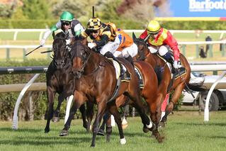 Probabeel (NZ), dominating last year's Karaka Million 2YO. 